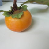 柿の実を収穫しました！