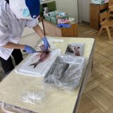 お魚解体ショー