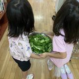ピーマン種とり