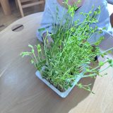 リボーンベジタブルに挑戦