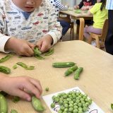 グリンピースさやとり