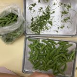 スナップエンドウすじとり