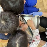 お魚解体
