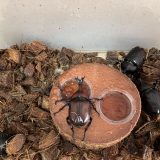 夏のおともだち