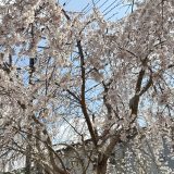 ゆり組さん、元気でね！！