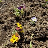 春を見つけたよ