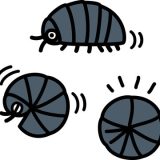 だんごむしみ～つけた！