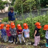 8月園見学のお知らせ（8月前半）