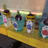 こばと組（3歳児）「ひやしんす　そだてちゅう❁」