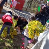 保育園のミモザ